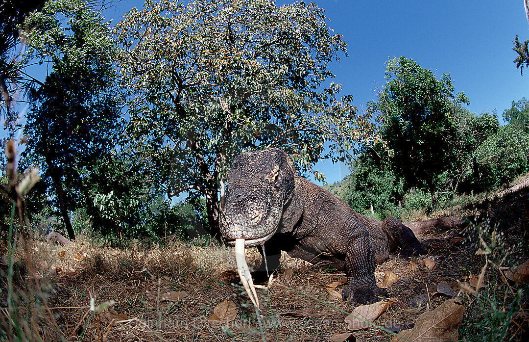 Komodo dragon in natural environment, Varanus komodoensis, Indian Ocean, Komodo National Park, Indonesia