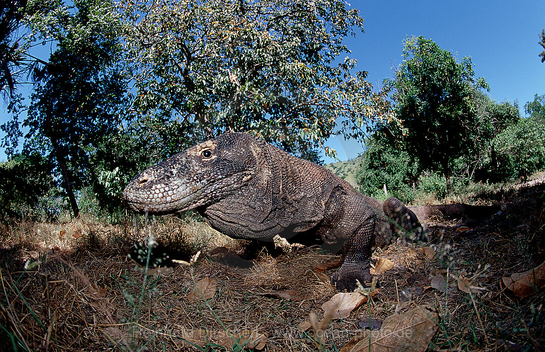 Komodo dragon in natural environment, Varanus komodoensis, Indian Ocean, Komodo National Park, Indonesia