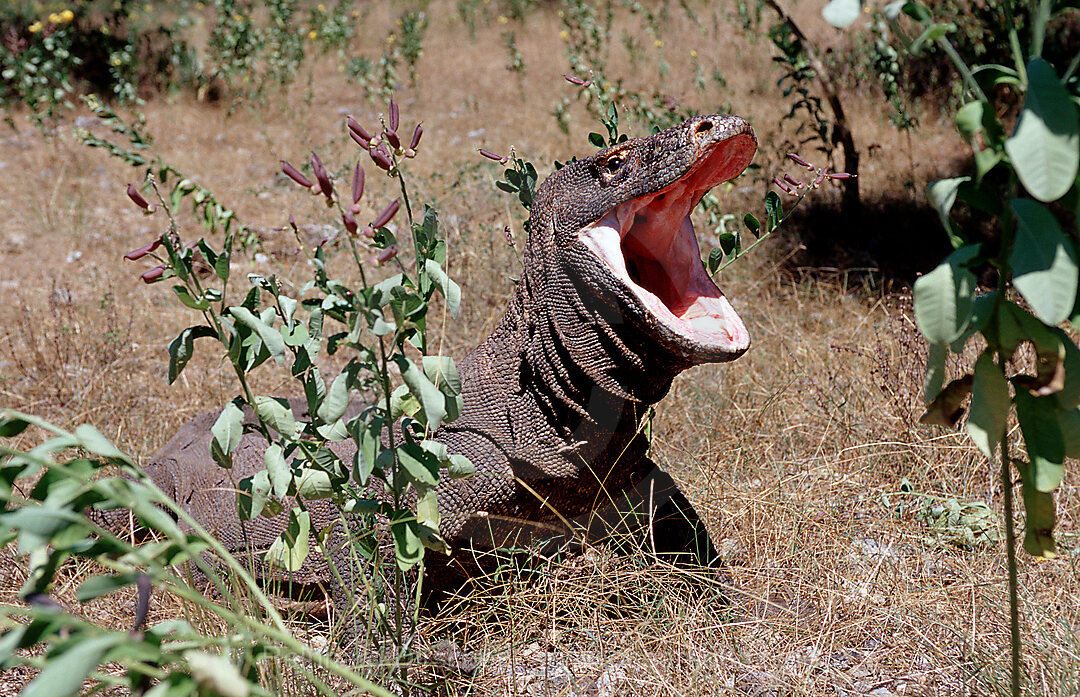 Komodo dragon in natural environment, Varanus komodoensis, Indian Ocean, Komodo National Park, Indonesia