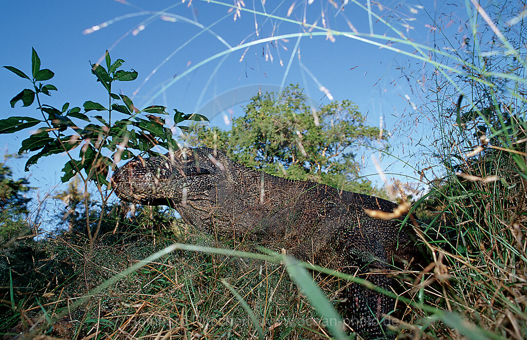 Komodo dragon in natural environment, Varanus komodoensis, Indian Ocean, Komodo National Park, Indonesia