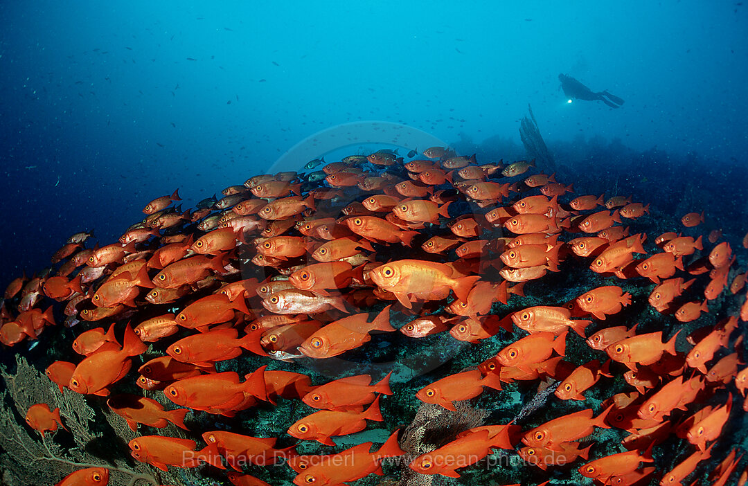 Grossaugenbarsche und Taucher, Priacanthus hamrur, Pazifik, Palau, Mikronesien