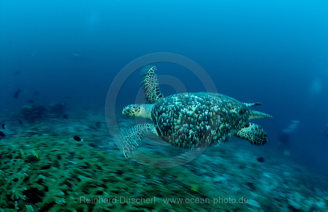Green sea turtle, green turtle