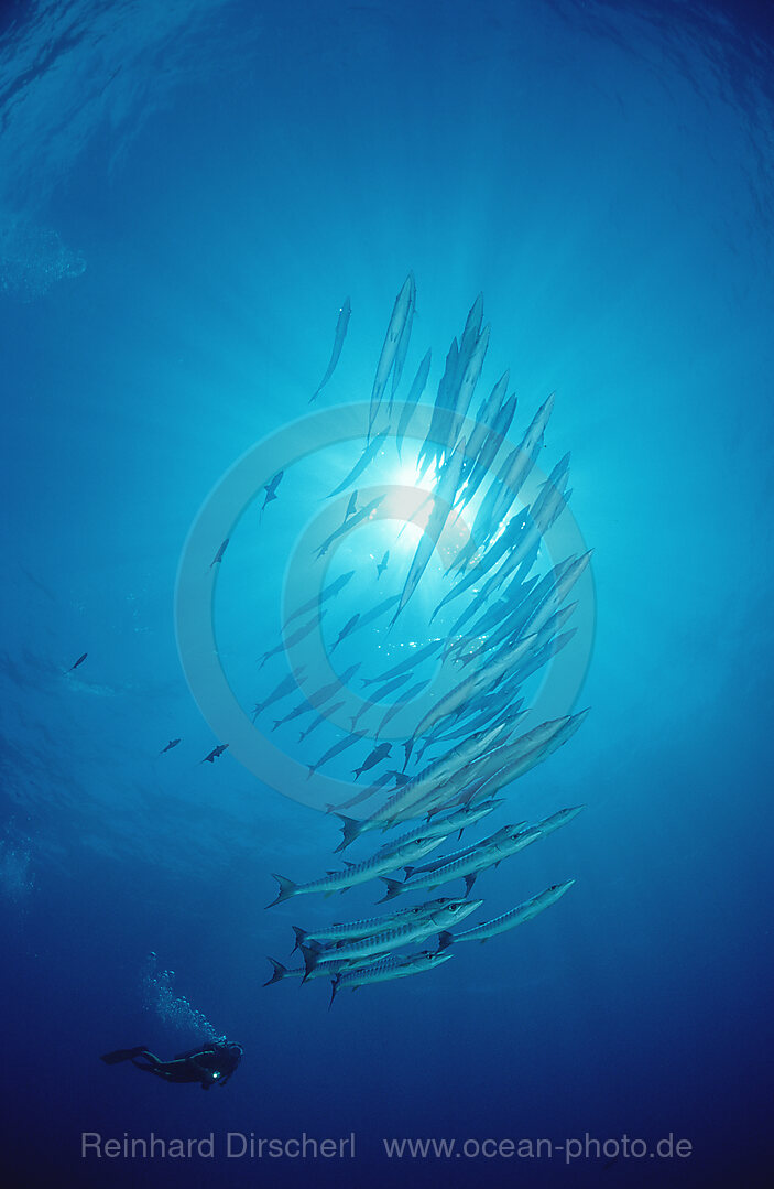 Blackfin barracuda and scuba diver, Sphyraena qenie, Pacific ocean, Yap, Micronesia