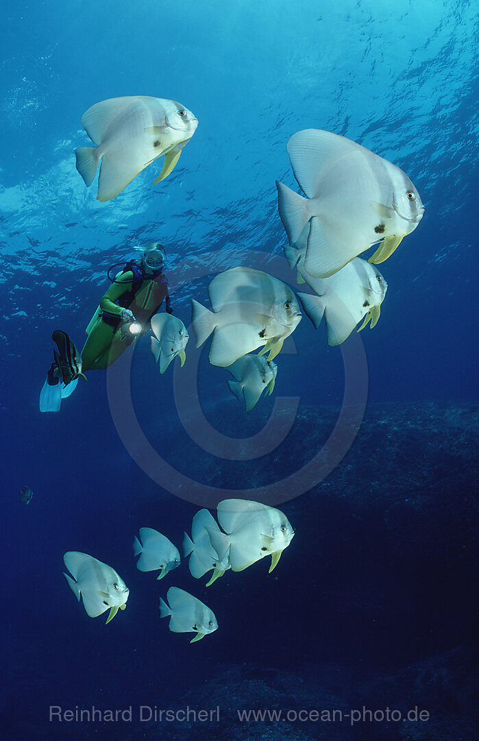 Fledermausfische und Taucher, Platax pinnatus, Pazifik, Pacific ocean, Borneo, Sipadan, Malaysia