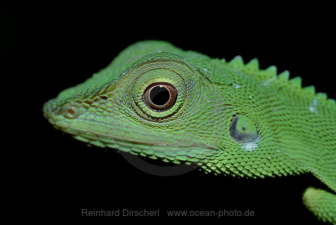 Gruene Wasseragame, Physignathus sp., Mulu National Park, Malaysia, Borneo