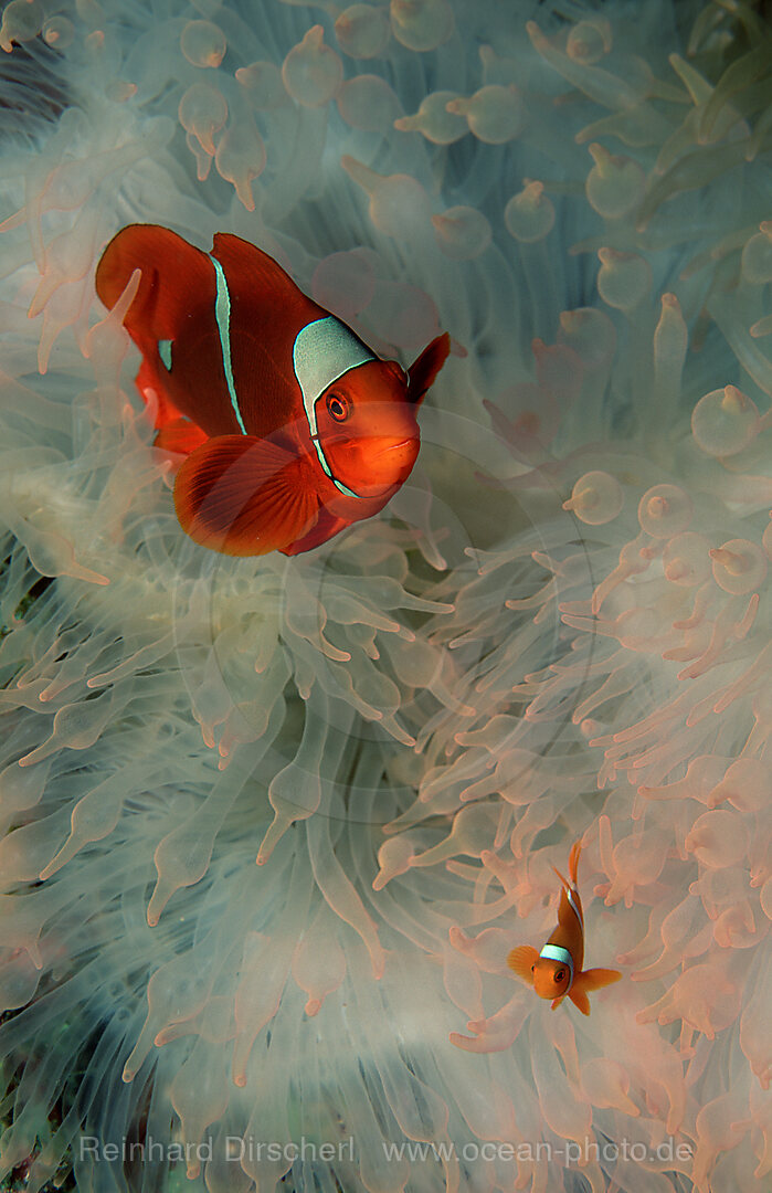 Spinecheek clownfish, Premnas aculeatus, Pacific ocean, Papua New Guinea