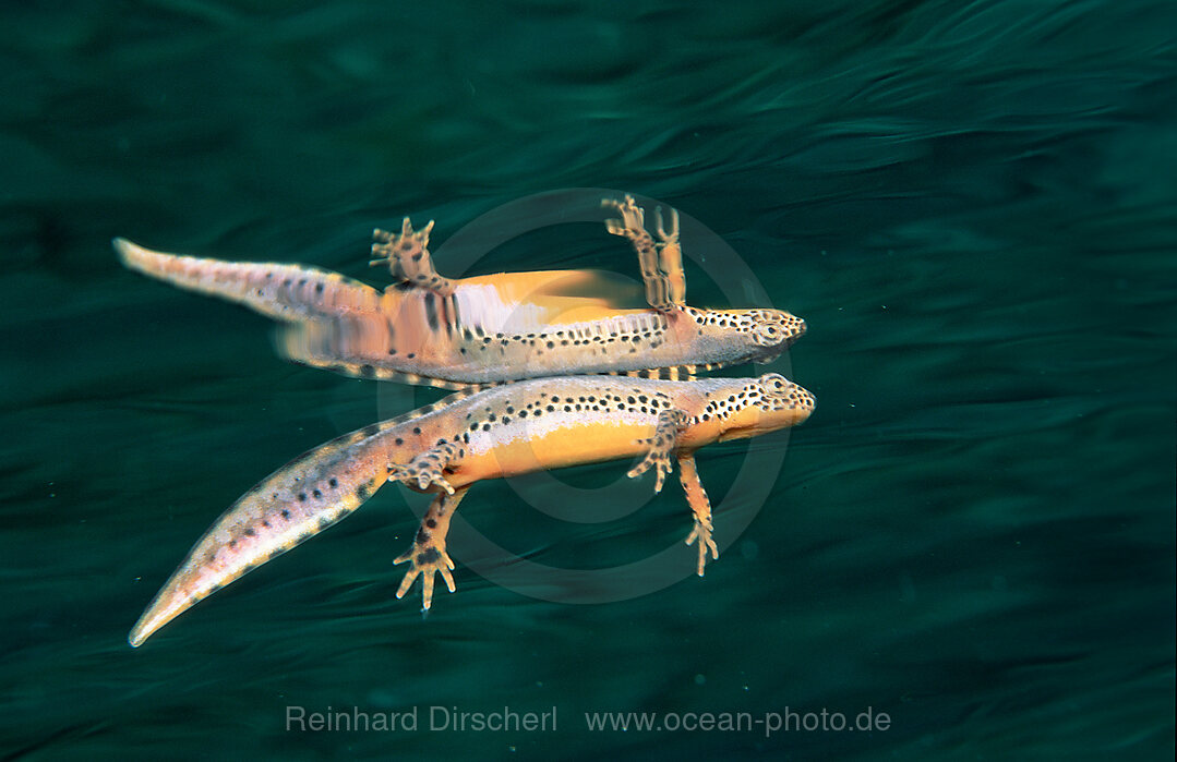 Bergmolch, Schwanzlurch, Triturus alpestris, Bayern, Deutschland