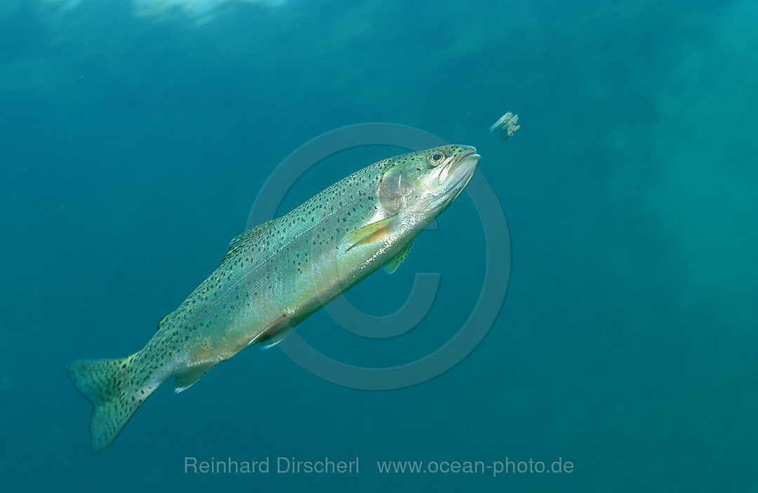 rainbow trout