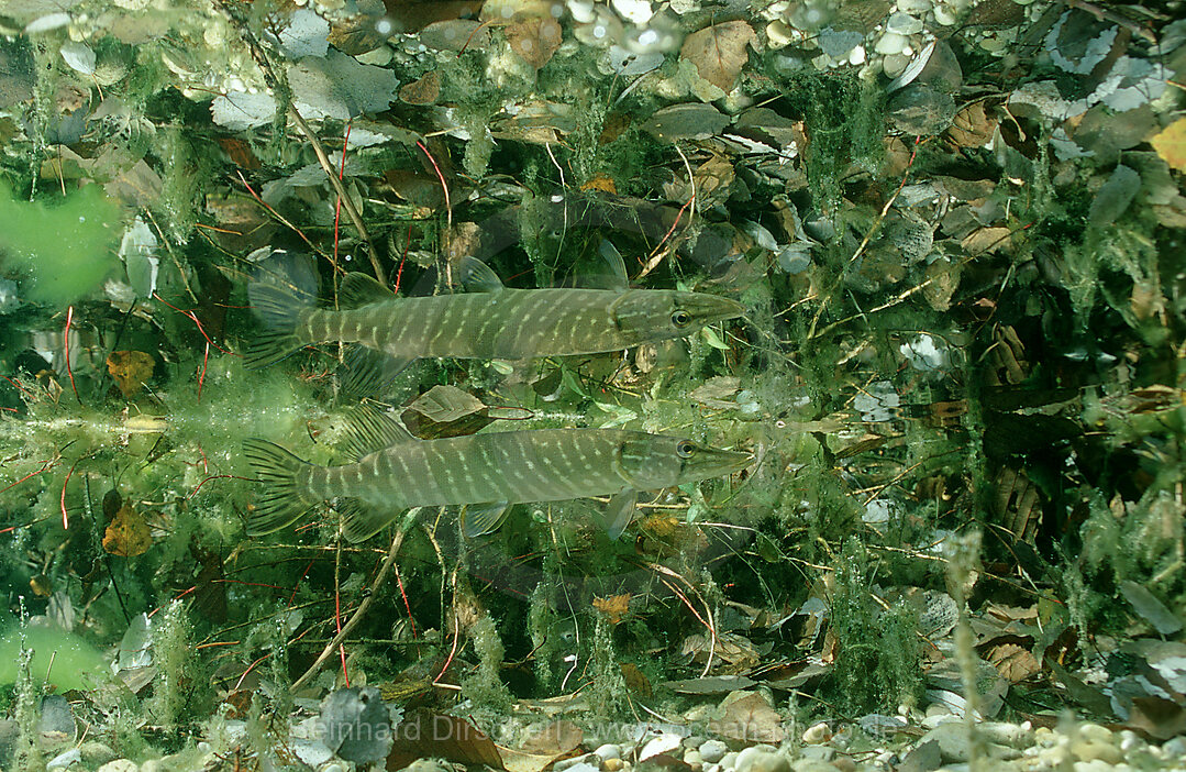pike