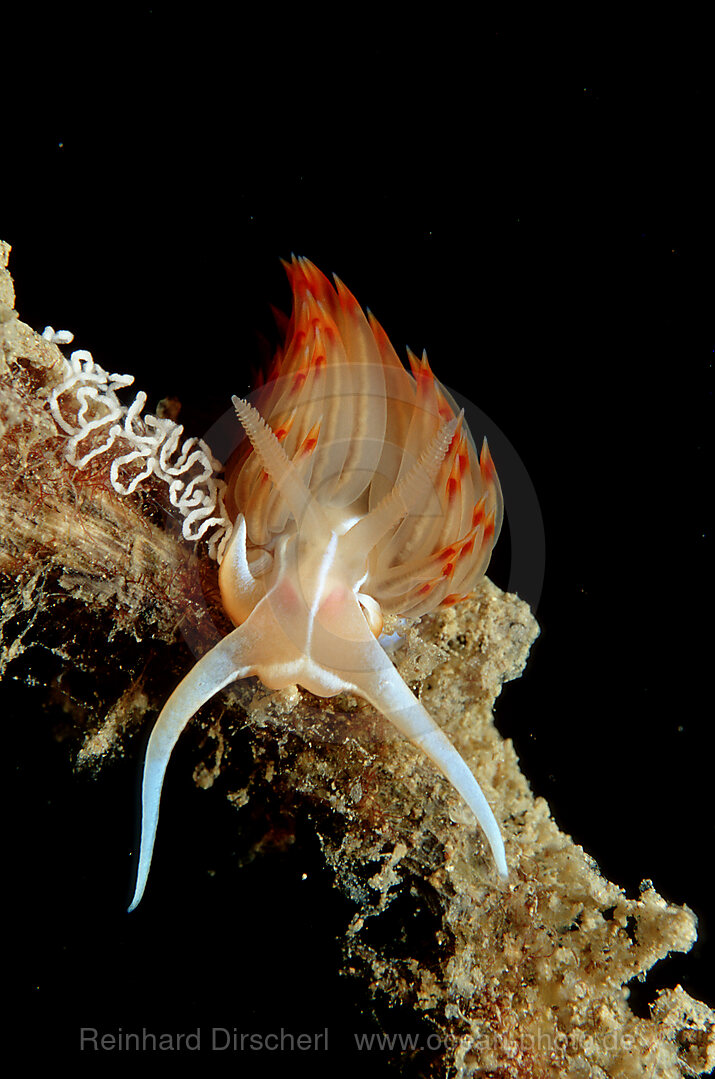 Grosse Orangerote Fadenschnecke, Godiva banyulensis, Istrien, Mittelmeer, Kroatien