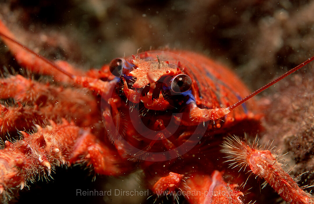 Bunter Springkrebs, Galathea strigosa, Istrien, Mittelmeer, Kroatien