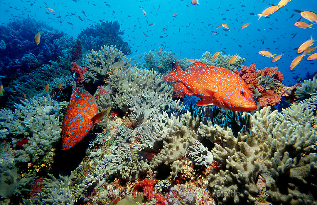 Coral grouper