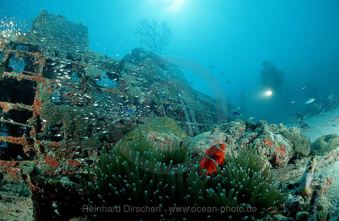 Flugzeugwrack mit Fischen