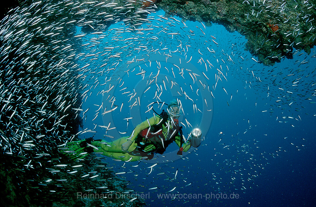 Glasfische und Taucher, Parapriacanthus ransonneti, Indischer Ozean, Ari Atoll, Malediven