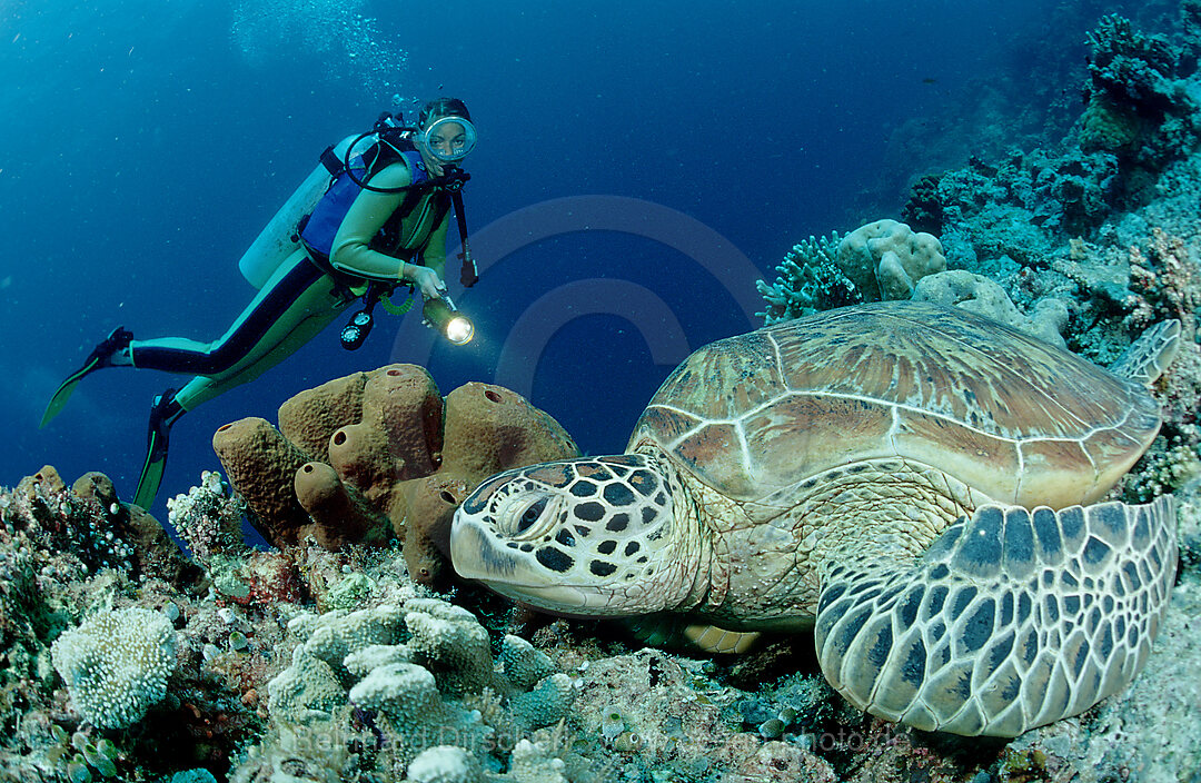 Suppenschildkroete und Taucher, Chelonia mydas, Pazifik, Pacific ocean, Borneo, Sipadan, Malaysia