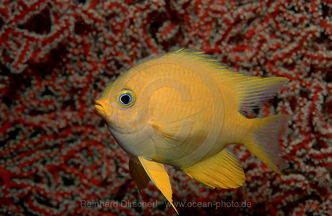 Golden damsel