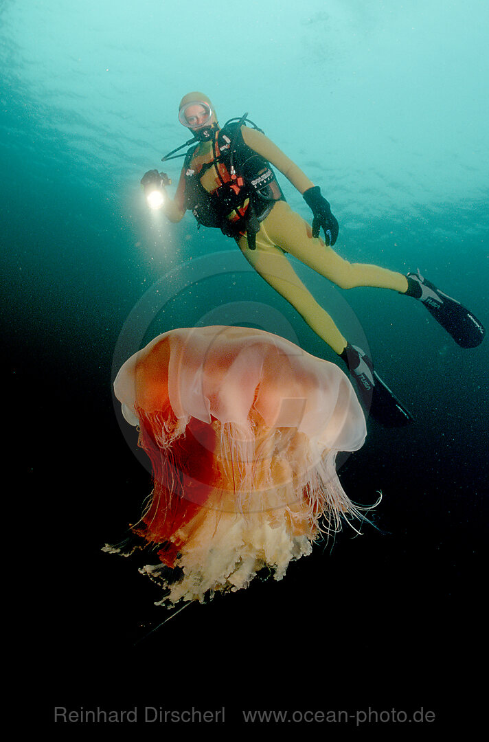 Hairy Stinger an scuba diver, Cyanea capillata, Atlantic ocean, north atlantic ocean, Norway