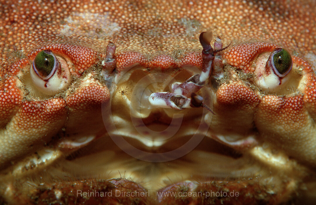 European crab, Cancer pagurus, Atlantic ocean, north atlantic ocean, Norway