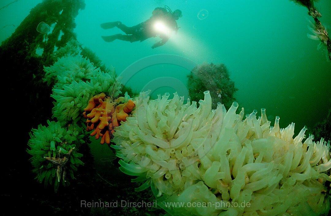 Taucher am Schiffwrack, Wracktauchen, Atlantischer Ozean, Norwegen