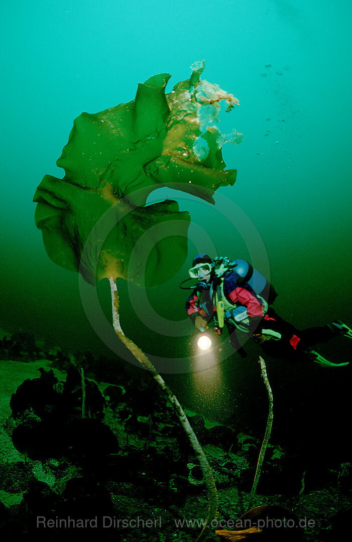 Taucher und Kelp, Atlantischer Ozean, Norwegen