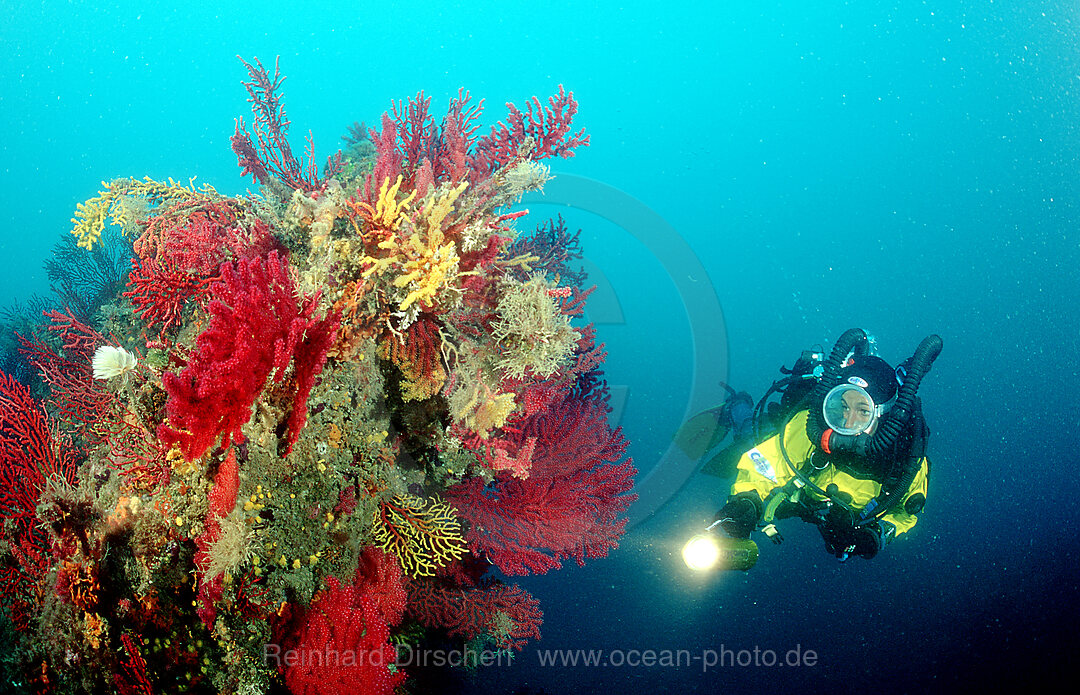 Taucher und Korallen, Mittelmeer, Costa Brava, Spanien