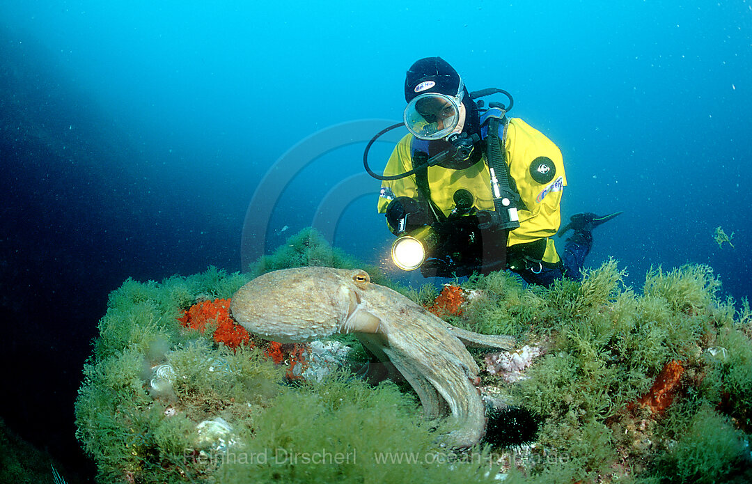 Gemeiner Krake und Taucher, Oktopus
