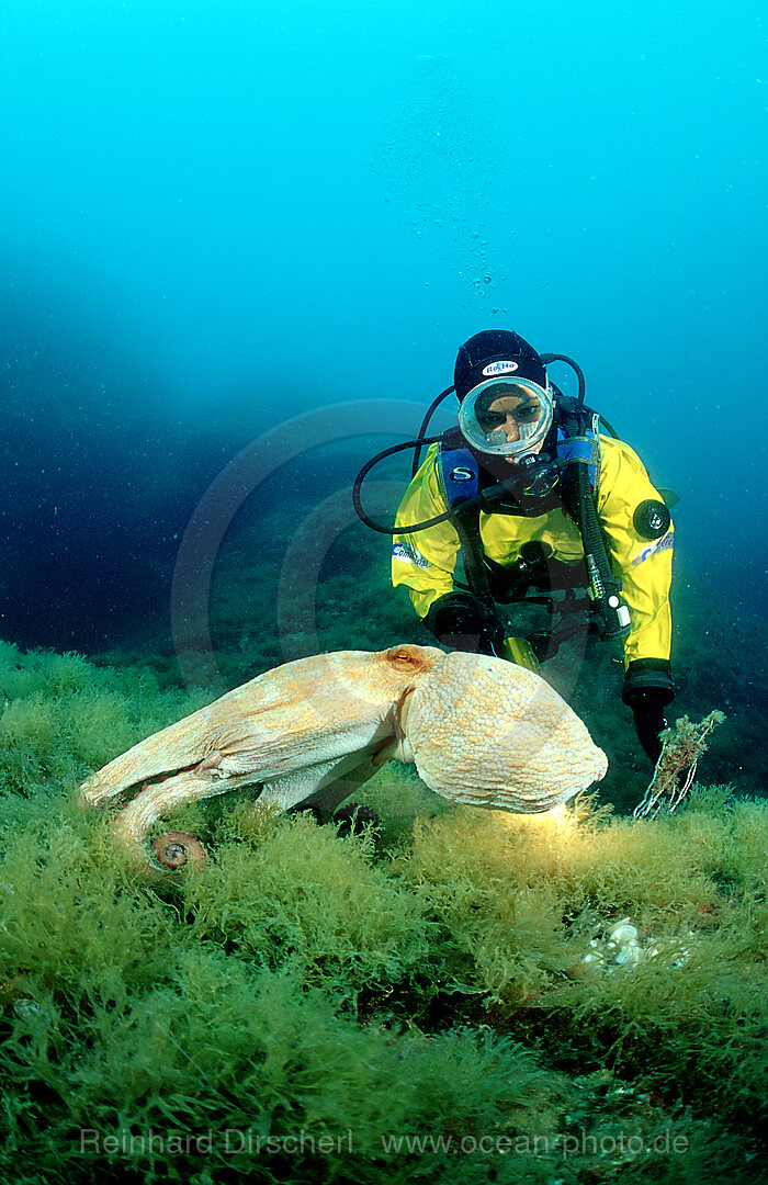 Gemeiner Krake und Taucher, Oktopus, Octopus vulgaris, Mittelmeer, Costa Brava, Spanien