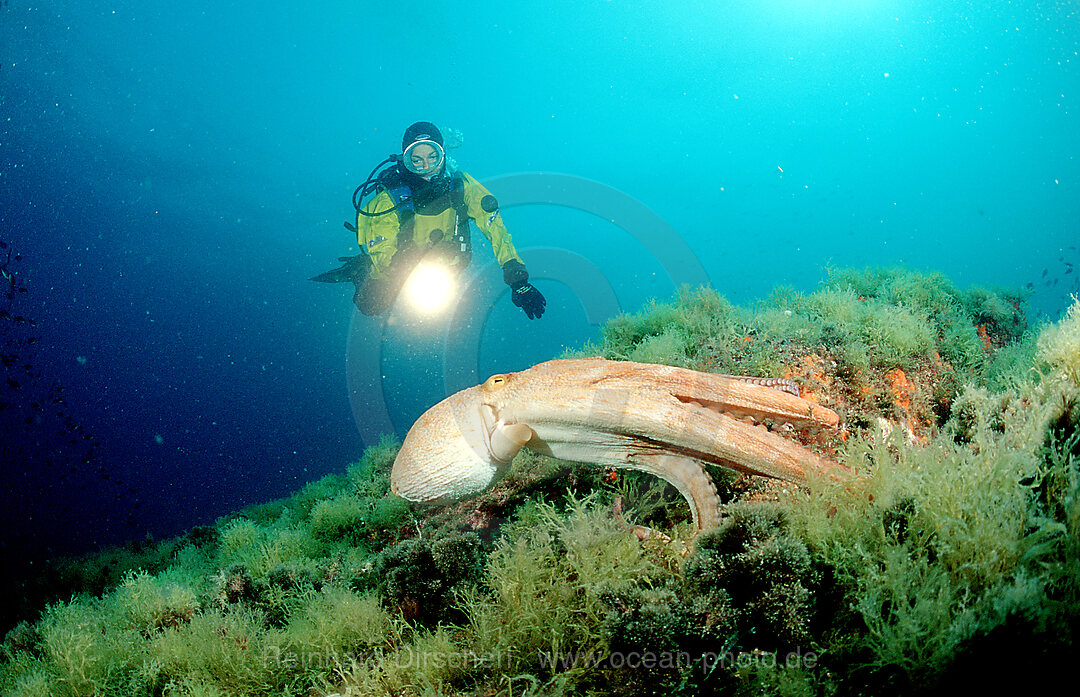 Octopus and scuba diver, Octopus vulgaris, Mediterranean Sea, Costa Brava, Spain