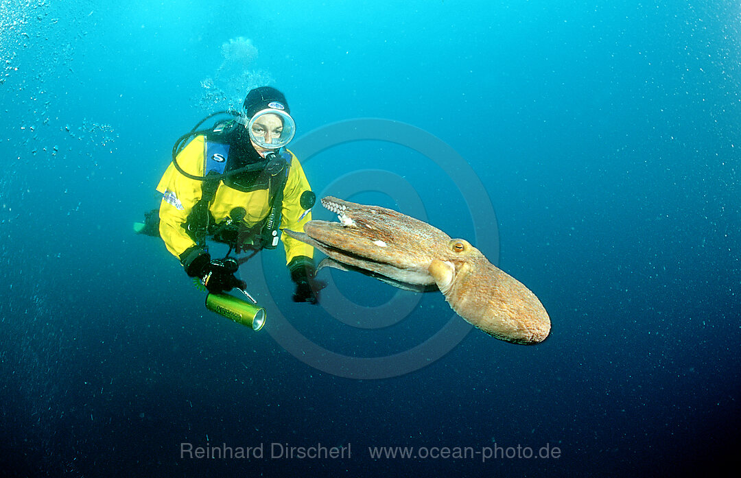 Gemeiner Krake und Taucher, Oktopus, Octopus vulgaris, Mittelmeer, Costa Brava, Spanien