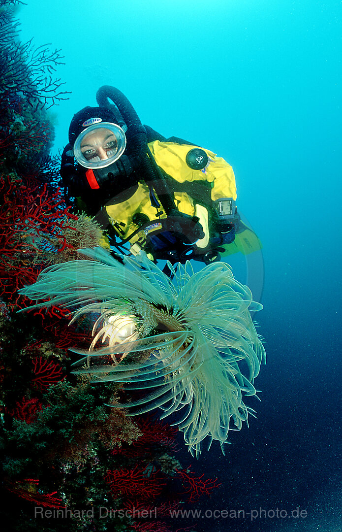 Roehrenwurm und Taucher, Spirographis spallanzani, Mittelmeer, Costa Brava, Spanien