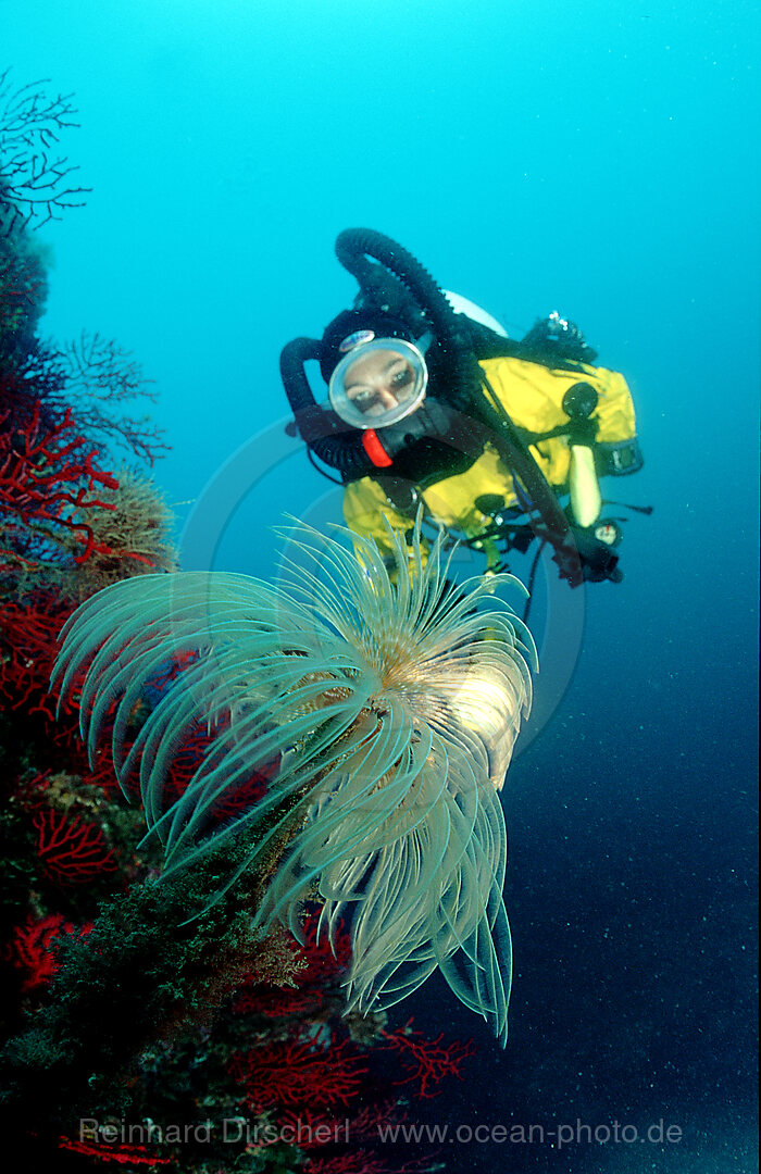 Fan worm and scuba diver, Spirographis spallanzani, Mediterranean Sea, Costa Brava, Spain