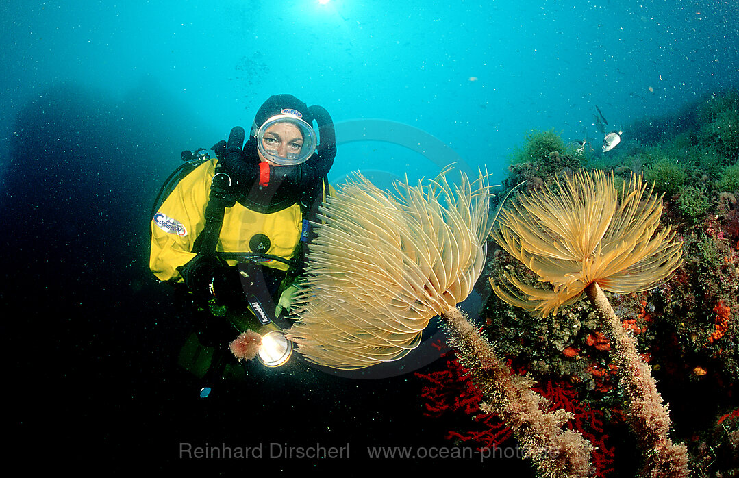 Roehrenwurm und Taucher, Spirographis spallanzani, Mittelmeer, Costa Brava, Spanien