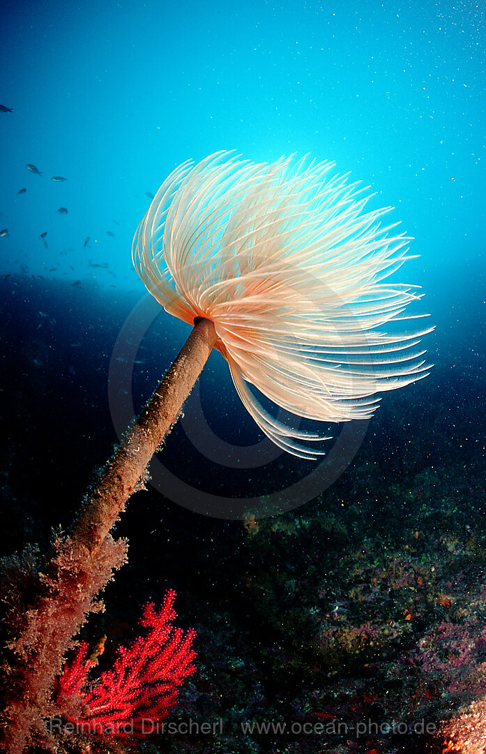 Fan worm, Spirographis spallanzani, Mediterranean Sea, Costa Brava, Spain