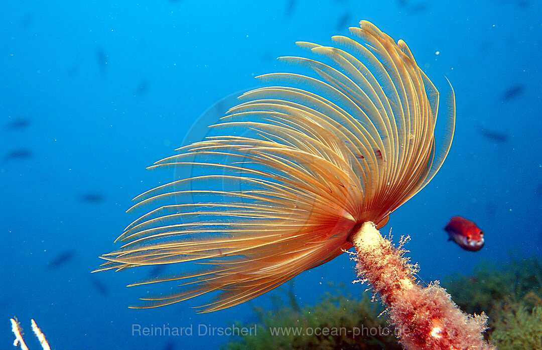 Roehrenwurm, Spirographis spallanzani, Mittelmeer, Costa Brava, Spanien