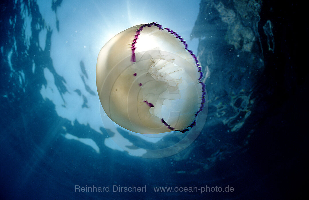 Lungenqualle, Rhizostoma pulmo, Mittelmeer, Costa Brava, Spanien