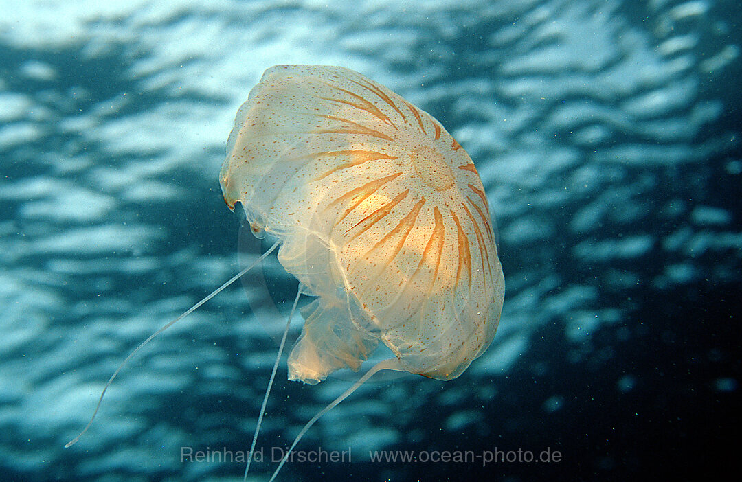 Lungenqualle, Rhizostoma pulmo, Mittelmeer, Costa Brava, Spanien