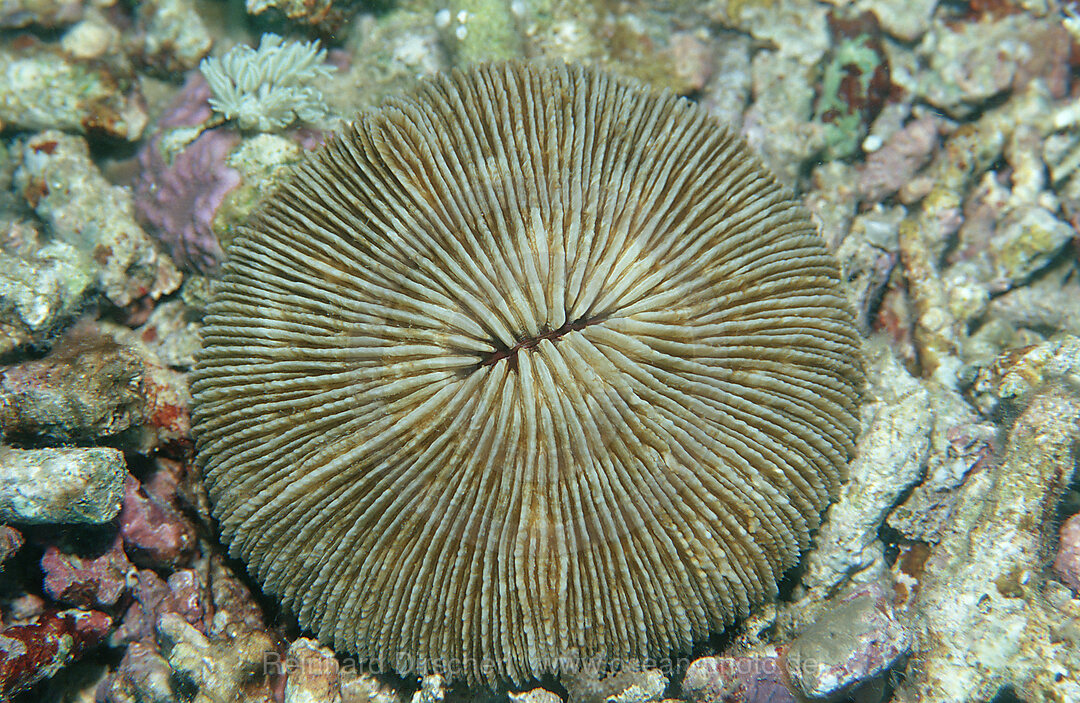 Mushroom coral with white light, Ctenactis echinata, Indian Ocean, Komodo National Park, Indonesia