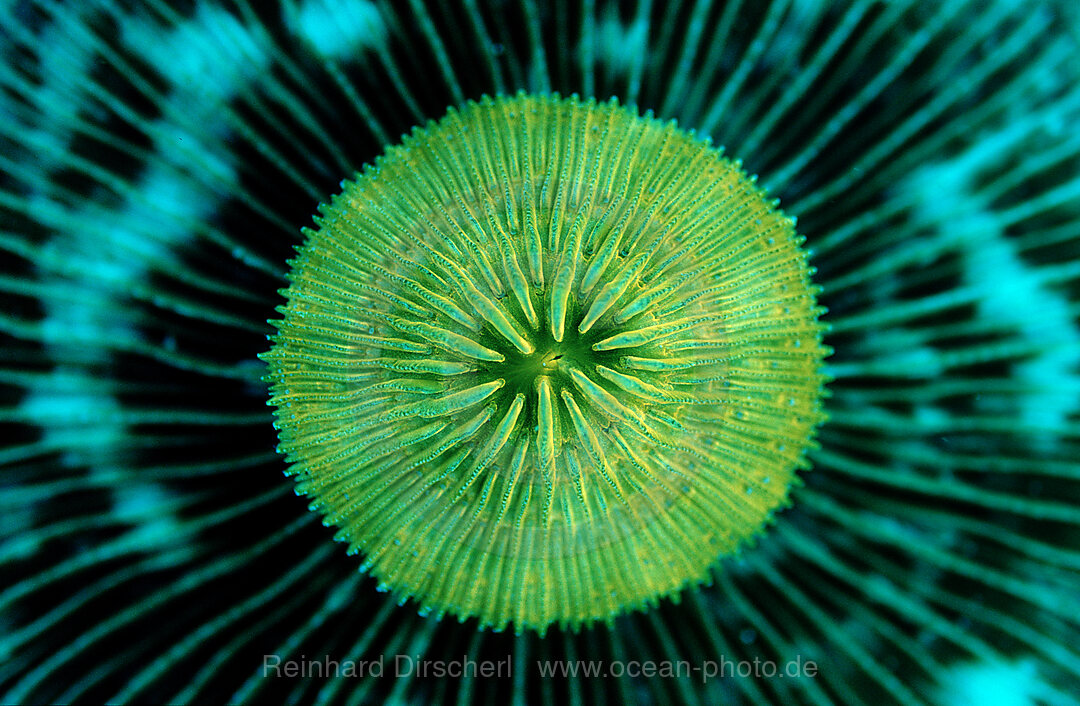 Fluoresce Mushroom coral, Coral fluorescenc, Ctenactis echinata, Indian Ocean, Komodo National Park, Indonesia