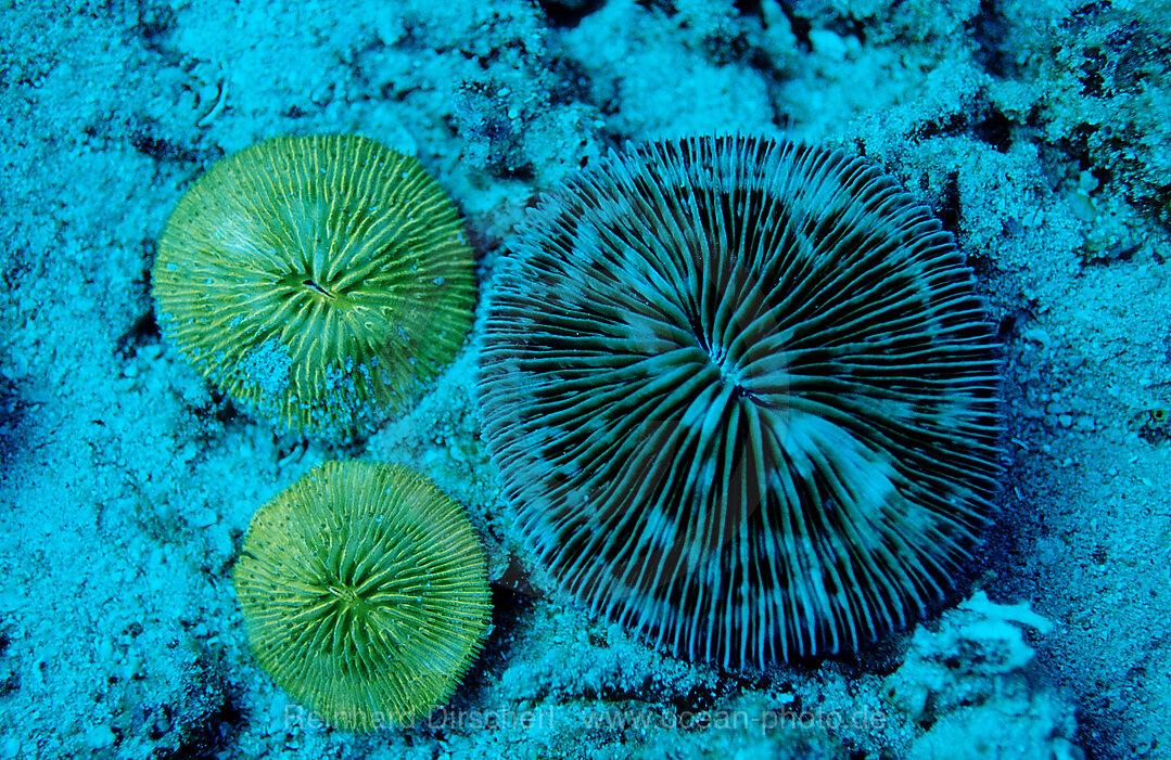 Fluoreszierende Pilzkoralle, Korallenfluoreszenz