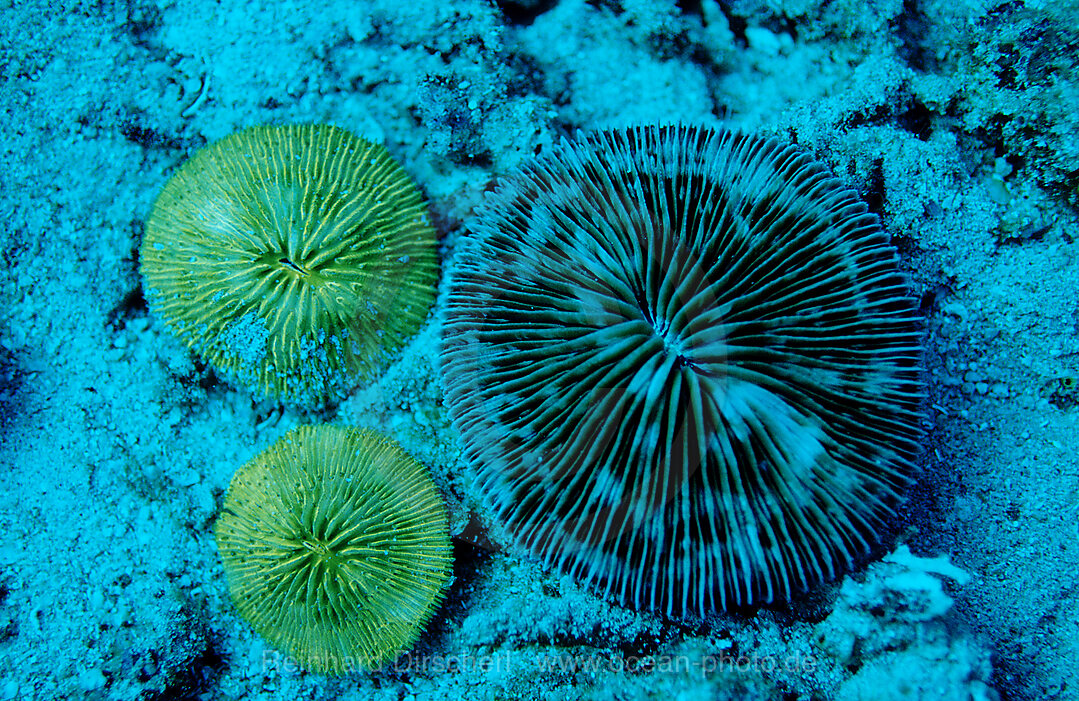 Fluoresce Mushroom coral, Coral fluorescenc, Ctenactis echinata, Indian Ocean, Komodo National Park, Indonesia