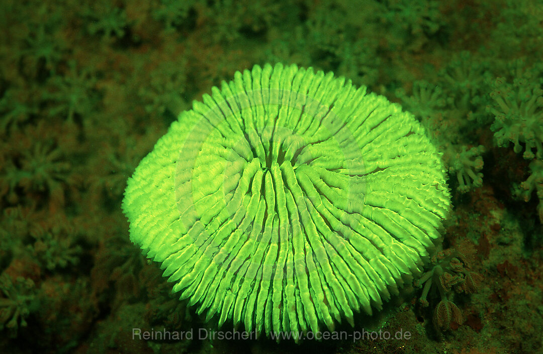 Fluoresce Mushroom coral, Coral fluorescenc, Ctenactis echinata, Indian Ocean, Komodo National Park, Indonesia