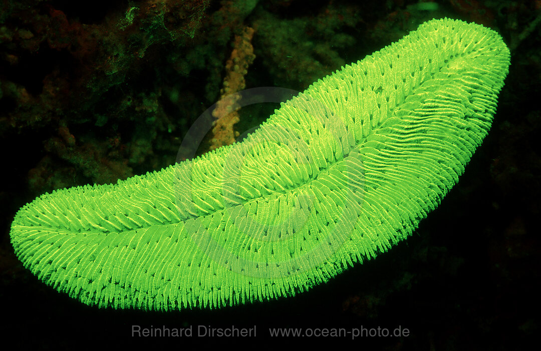 Fluoresce Mushroom coral, Coral fluorescenc, Ctenactis echinata, Indian Ocean, Komodo National Park, Indonesia