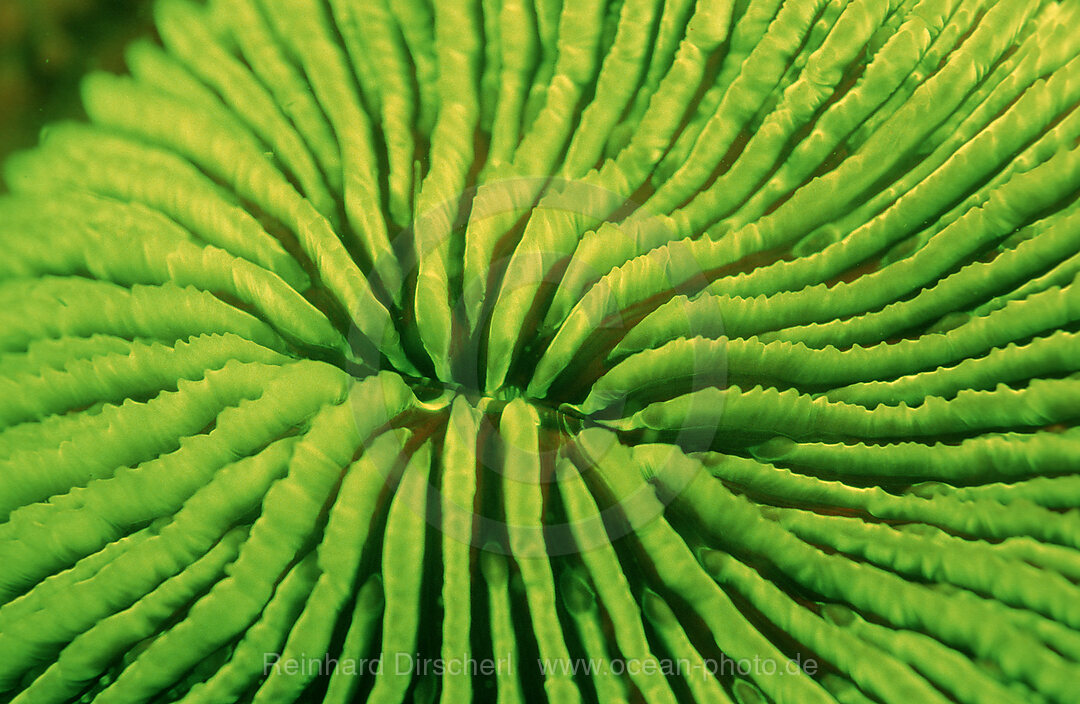 Fluoresce Mushroom coral, Coral fluorescenc, Ctenactis echinata, Indian Ocean, Komodo National Park, Indonesia