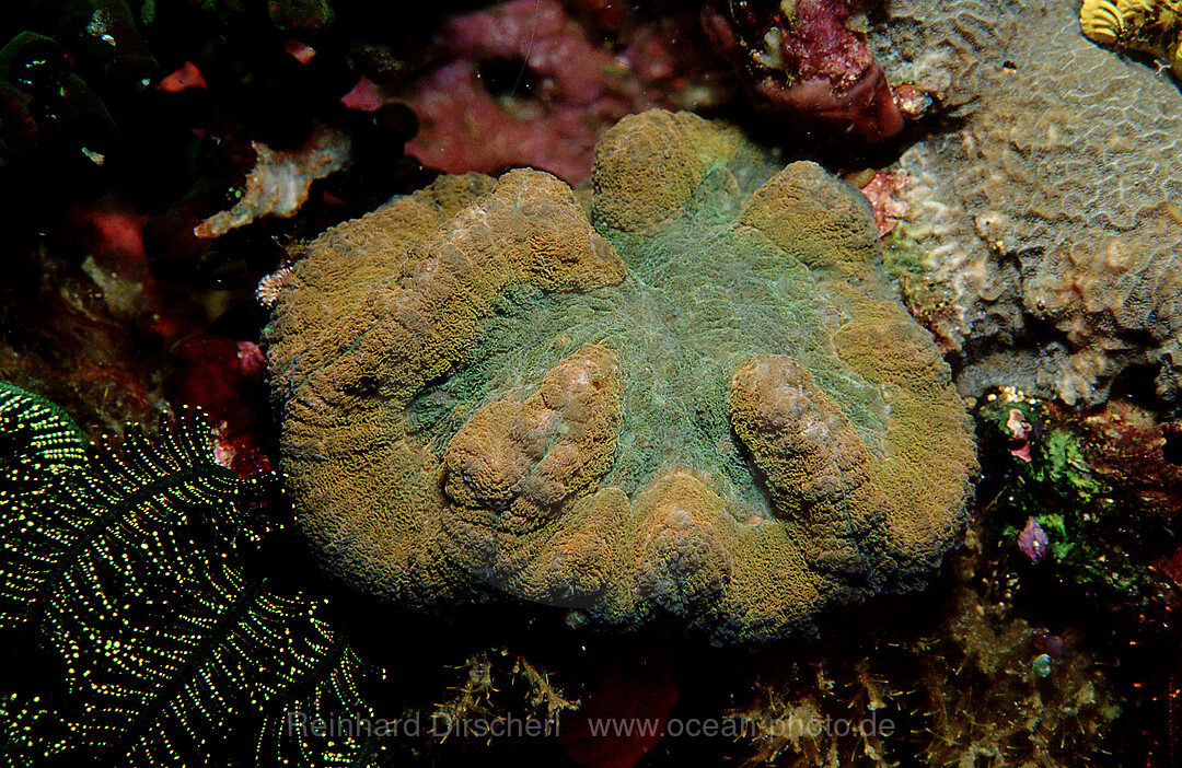 hard coral with white light