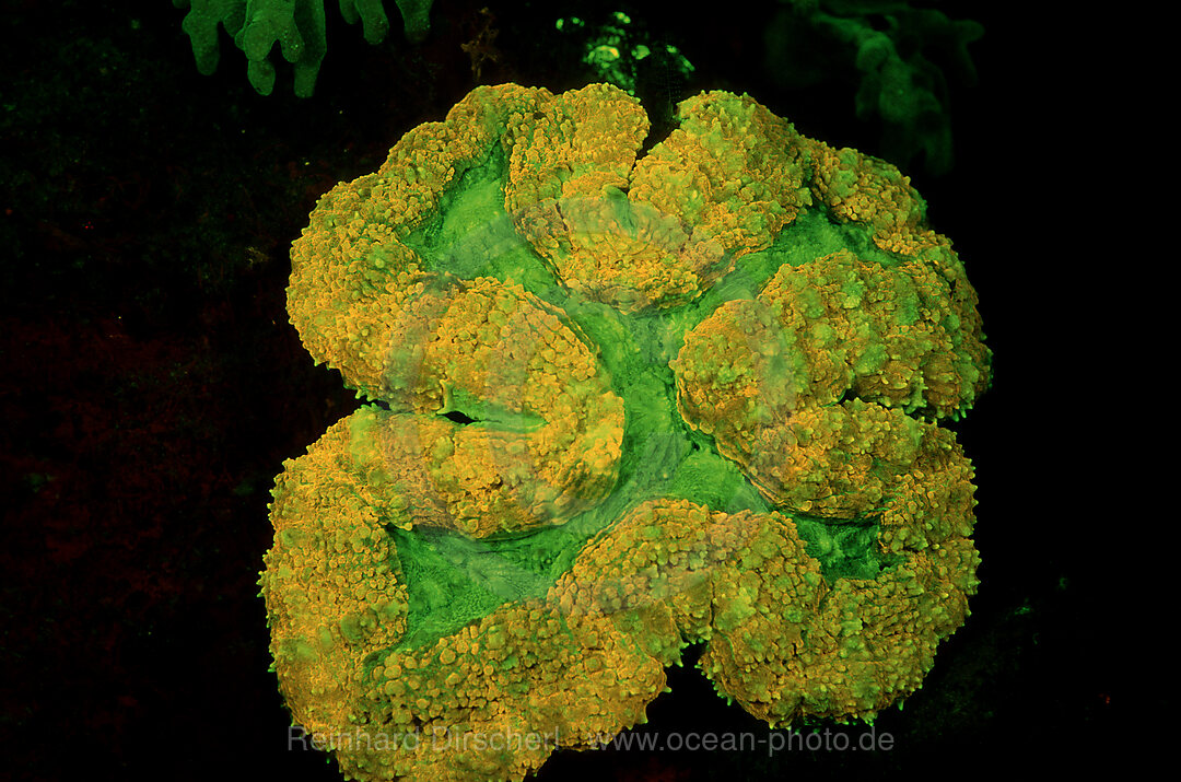 Fluoresce hard coral, Coral fluorescenc, Indian Ocean, Komodo National Park, Indonesia