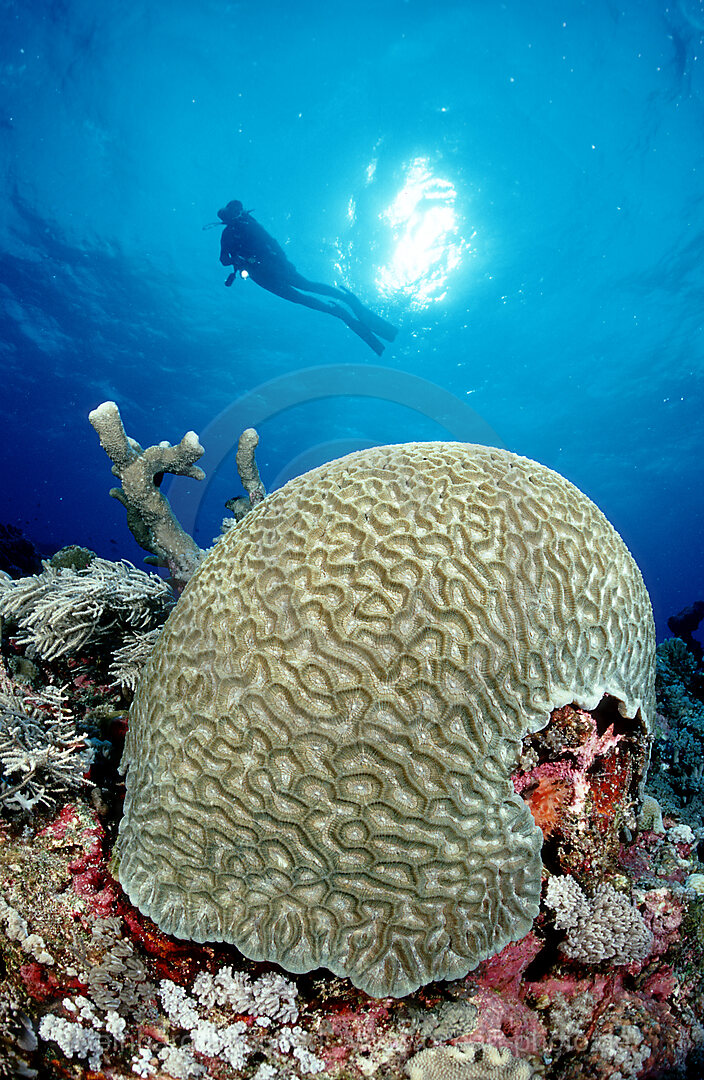 hard coral with white light, Indian Ocean, Komodo National Park, Indonesia