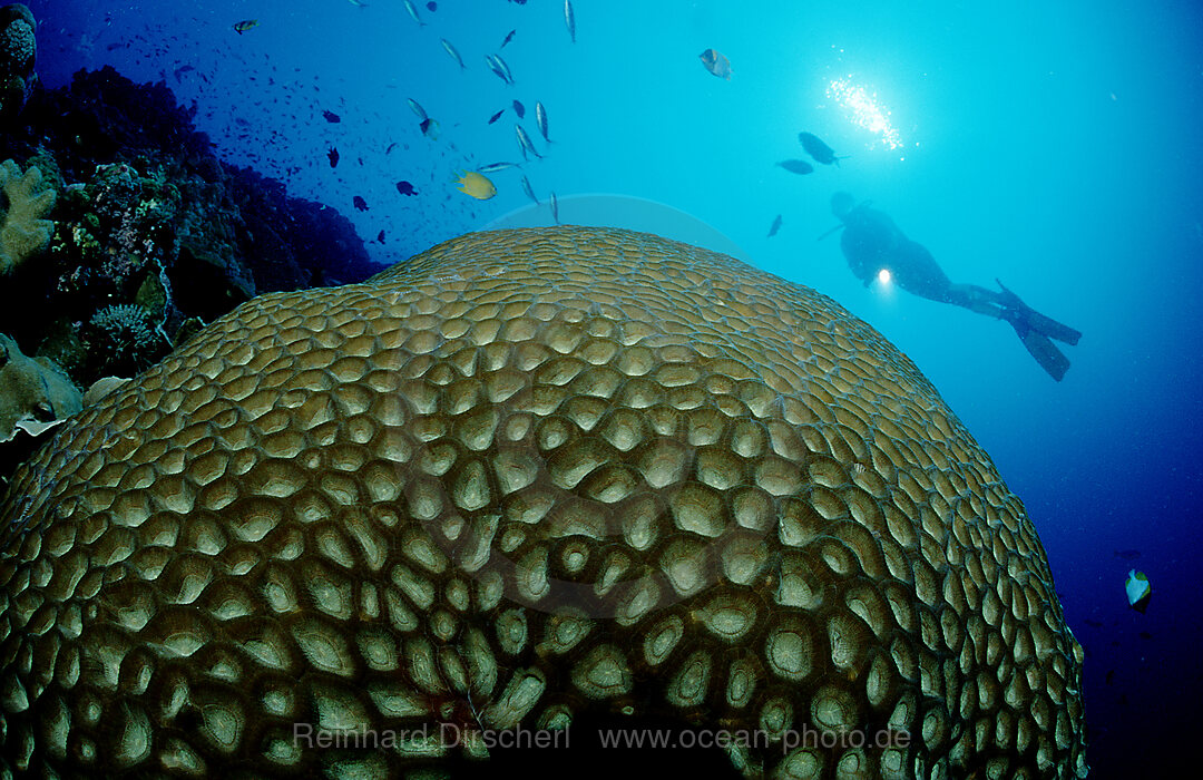 hard coral with white light, Indian Ocean, Komodo National Park, Indonesia