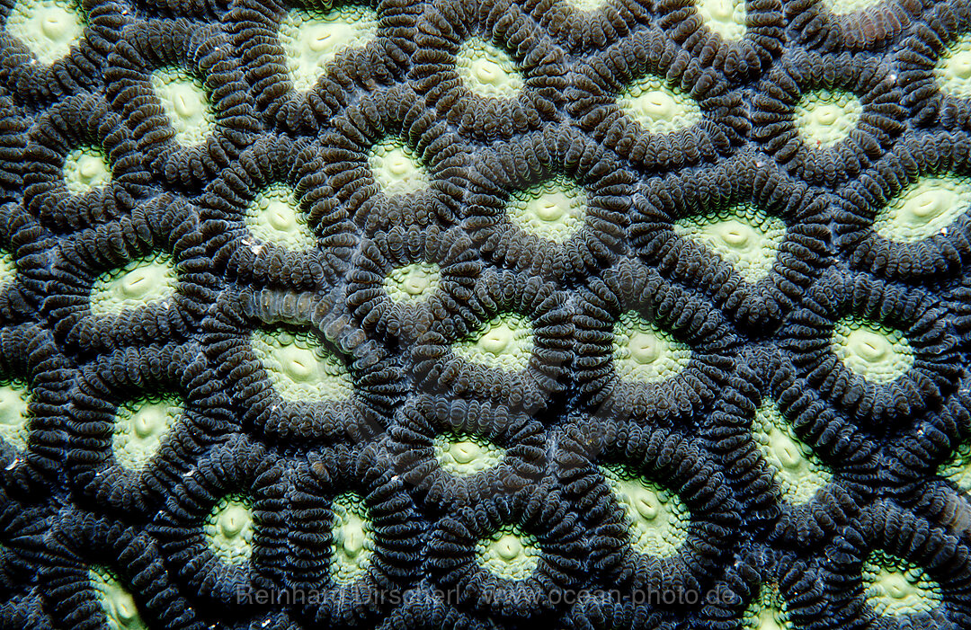 hard coral with white light, Indian Ocean, Komodo National Park, Indonesia