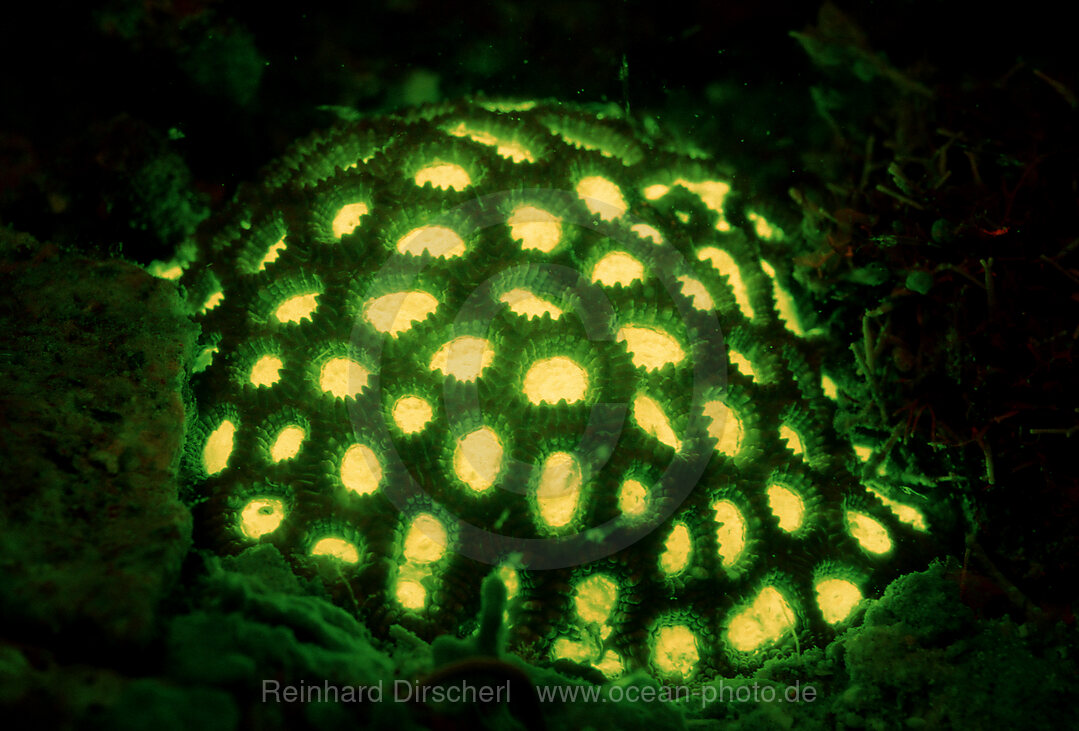 Fluoresce hard coral, Coral fluorescenc, Indian Ocean, Komodo National Park, Indonesia