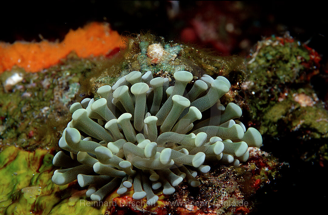 Anemone mit weissem Licht